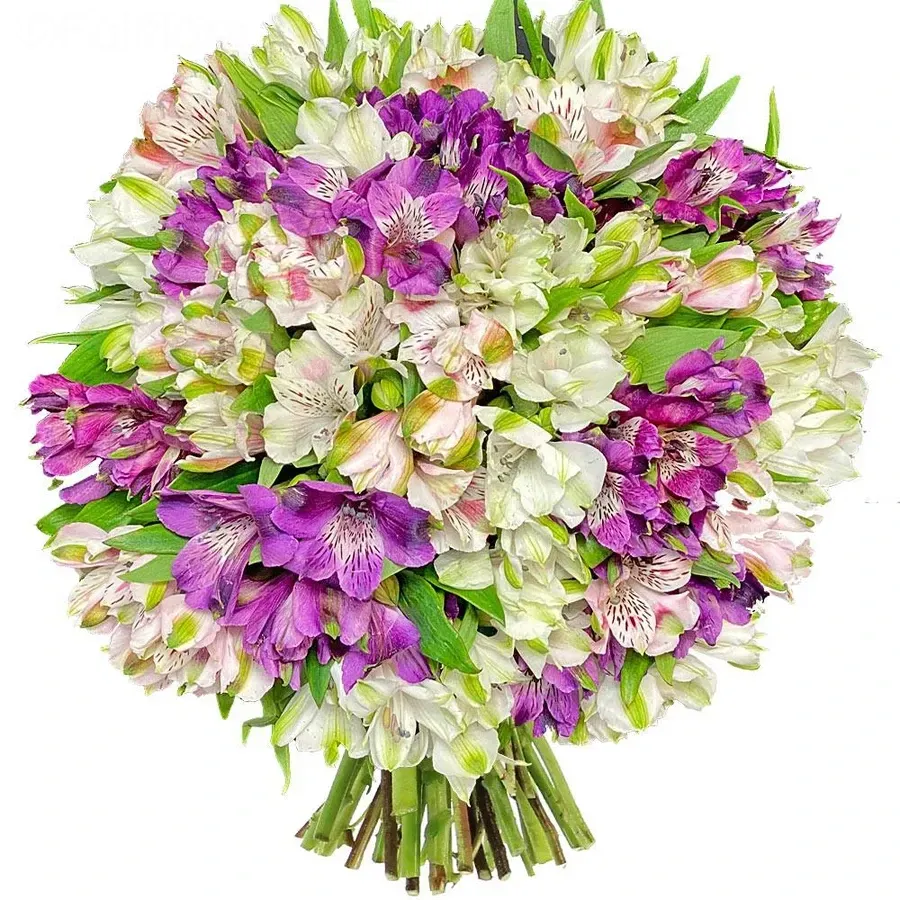 Альстромерии бело-сиреневый микс